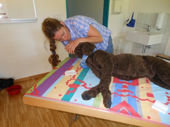 Die Beatmung wird am Dummy Hund geübt