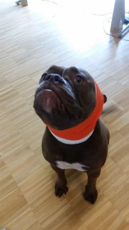 Dem Hund wurde ein Kopfverband angelegt