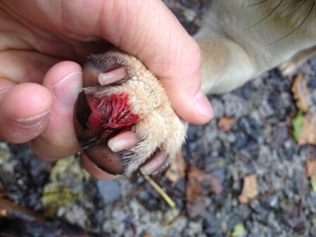 Kralle wurde ausgerissen