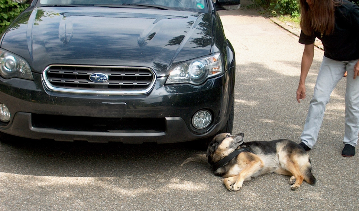 Hündin wurde angefahren und liegt verletzt neben dem Auto