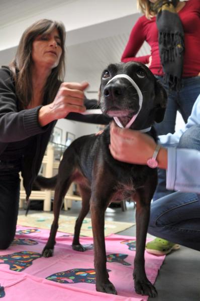 Zum Schutz vor Bissen wird eine Schnauzenbinde angelegt