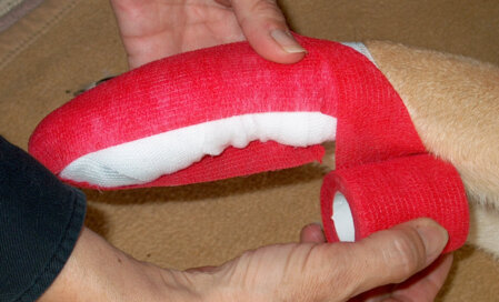 Vorderpfoten verbunden