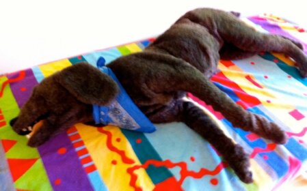 Hunde Dummy für Übungen