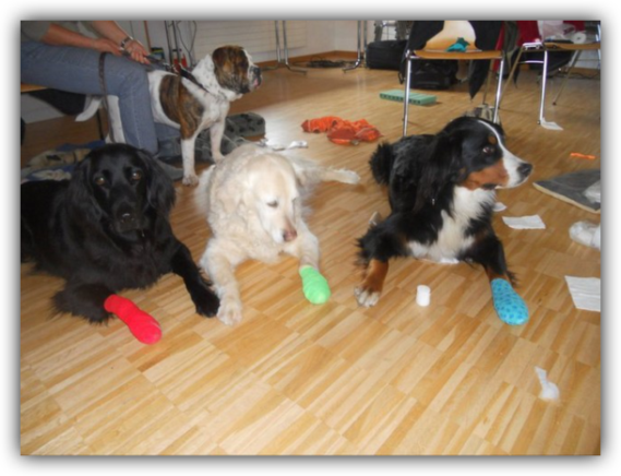 Pfotenverband am Hund üben